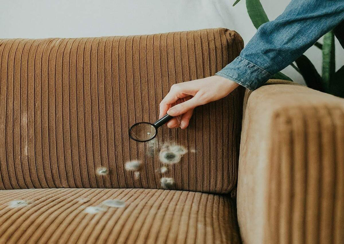 Visible mold is starting to grow on the corduroy couch 1