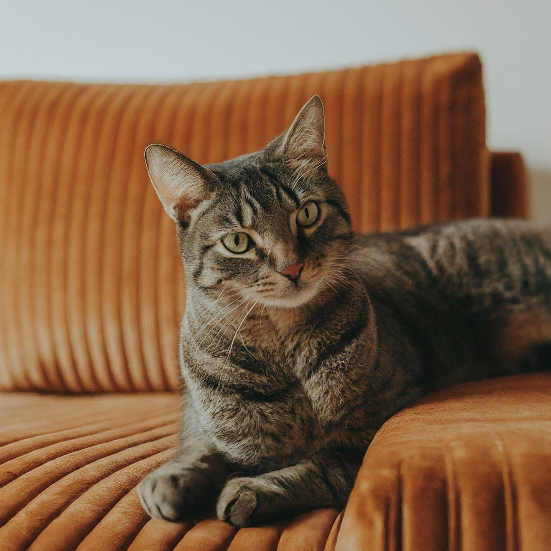 Do Cats Scratch Corduroy?